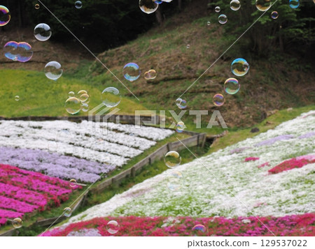 Moss phlox and soap bubbles 129537022