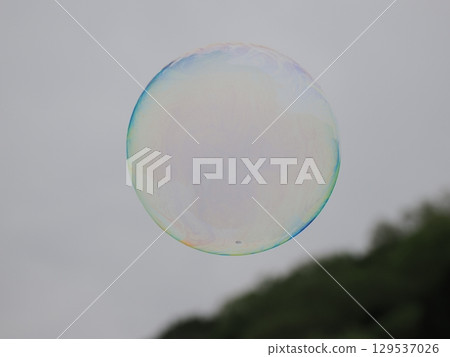 苔蘚福祿考和肥皂泡 129537026