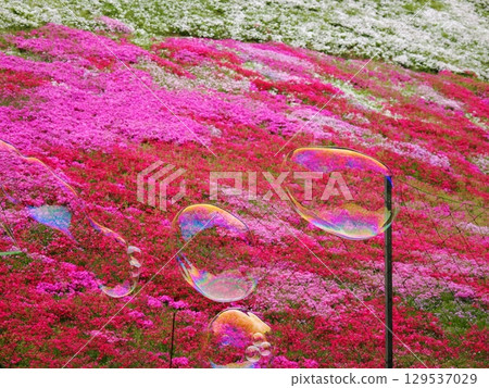 苔蘚福祿考和肥皂泡 苔蘚福祿考和肥皂泡 129537029