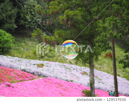 Moss phlox and soap bubbles Moss phlox and soap bubbles 129537030