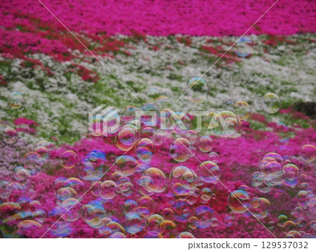 Moss phlox and soap bubbles Moss phlox and soap bubbles 129537032
