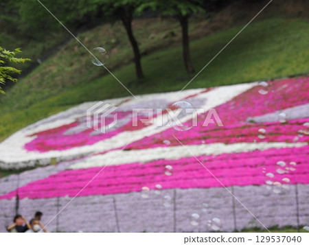 苔蘚福祿考和肥皂泡 苔蘚福祿考和肥皂泡 129537040