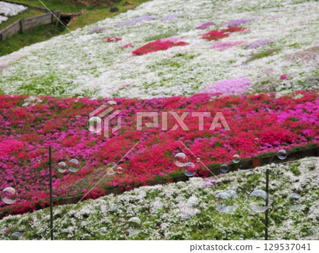苔蘚福祿考和肥皂泡 苔蘚福祿考和肥皂泡 129537041