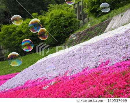 苔蘚福祿考和肥皂泡 129537069