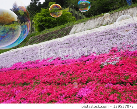 苔蘚福祿考和肥皂泡 129537072