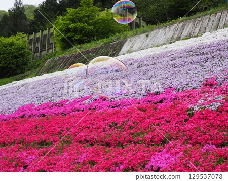 Moss phlox and soap bubbles Moss phlox and soap bubbles 129537078