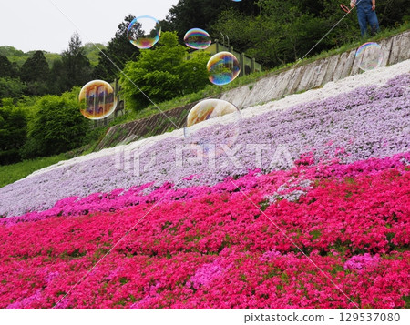 Moss phlox and soap bubbles 129537080