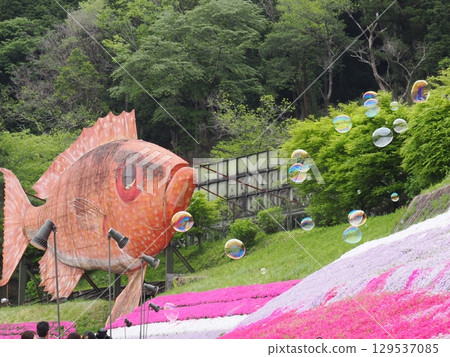 苔蘚福祿考和肥皂泡 129537085