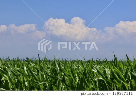 Cornfields and the open sky (Bibai City, Iwamisawa City, Hokkaido) 129537111