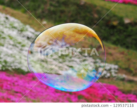 苔蘚福祿考和肥皂泡 129537118