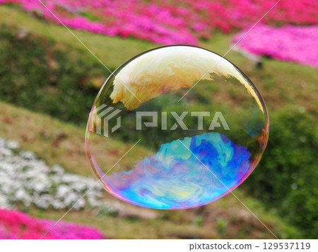 苔蘚福祿考和肥皂泡 129537119