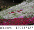 Moss phlox and soap bubbles 129537127