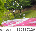 Moss phlox and soap bubbles 129537129