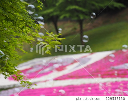 Moss phlox and soap bubbles 129537130