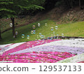 Moss phlox and soap bubbles 129537133
