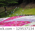 Moss phlox and soap bubbles 129537134