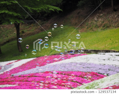 Moss phlox and soap bubbles Moss phlox and soap bubbles 129537134