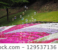 Moss phlox and soap bubbles 129537136