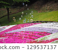 Moss phlox and soap bubbles 129537137