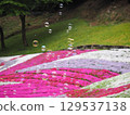 Moss phlox and soap bubbles 129537138