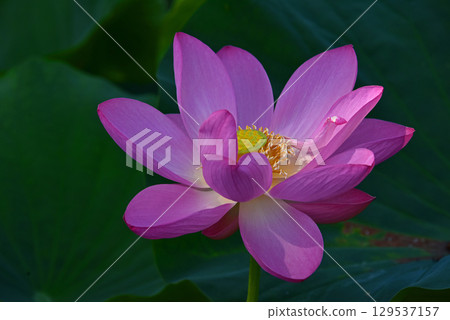 The beauty of lotus flowers created by light and shadow 129537157