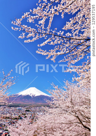 Spring Fuji in Japan and cherry blossoms 129537195