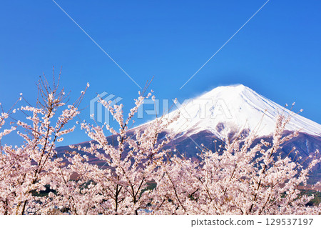 Spring Fuji in Japan and cherry blossoms 129537197