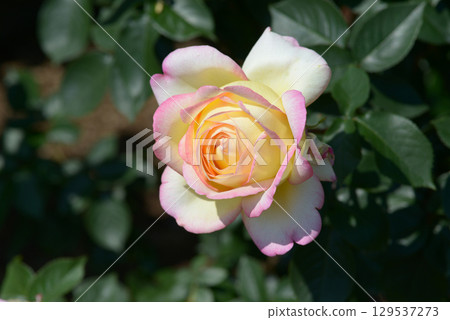 三子玫瑰花 129537273