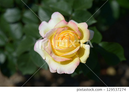 三子玫瑰花 129537274