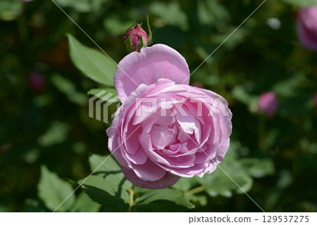 La Reine Victoria Rose Flower 129537275