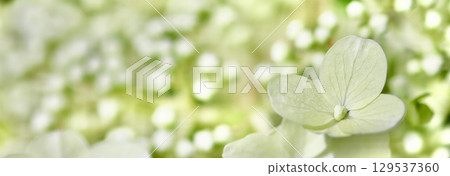 A soft focus close-up of a single white hydrangea petal, with a blurred background. A delicate, serene, and minimalist floral composition. 129537360