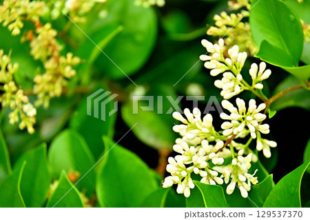Wax-leaf buds and flowers Wax-leaf buds and flowers 129537370