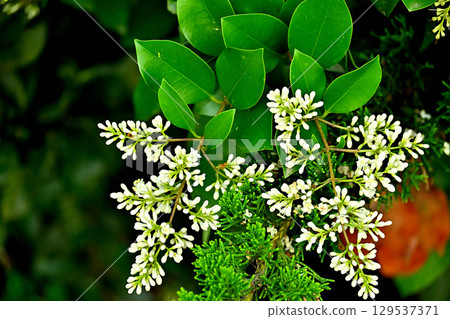 蠟葉芽和花 129537371