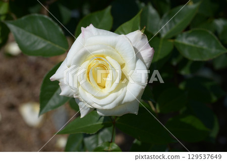 銀山玫瑰 129537649