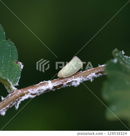 Adult blue-leaved grasshopper Adult blue-leaved grasshopper 129538324