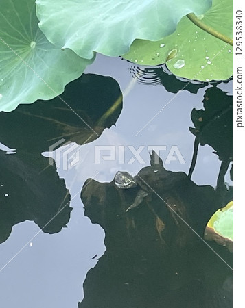 蓮花葉子漂浮在水面上 蓮花葉子漂浮在水面上 129538340