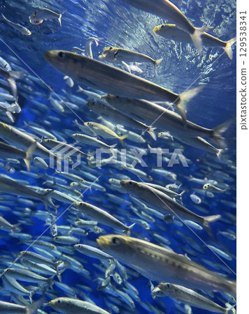 Small fish swimming among sardines Small fish swimming among sardines 129538341