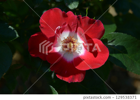 Duet rose flower 129538371