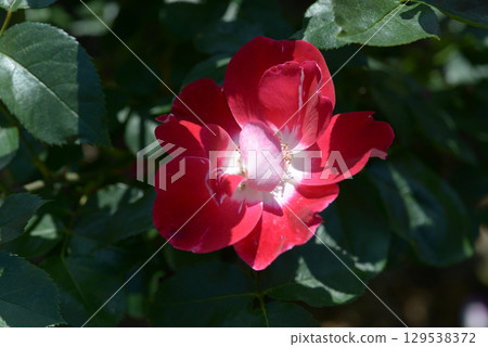 Duet rose flower 129538372