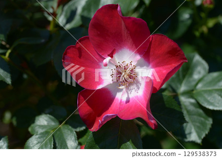 Duet rose flower 129538373