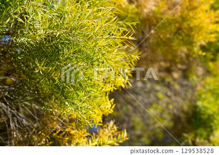 Flax-leaved Paperbark is a Melaleuca tree species with fragrant leaves 129538528