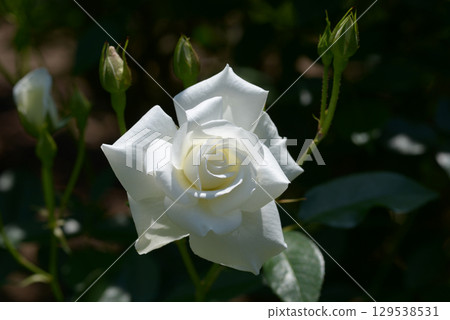 冰山玫瑰花 冰山玫瑰花 129538531