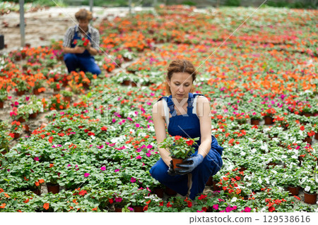 Woman garden shop worker holding a balsam flower Woman garden shop worker holding a balsam flower 129538616