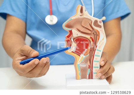 Asian doctor with nasal oral throat cavity neck human anatomy model for study diagnosis and treatment in hospital. 129538629