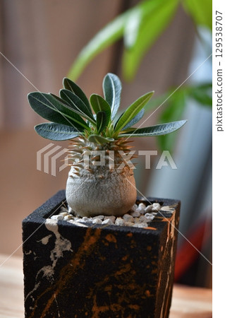 tuberous plants 129538707