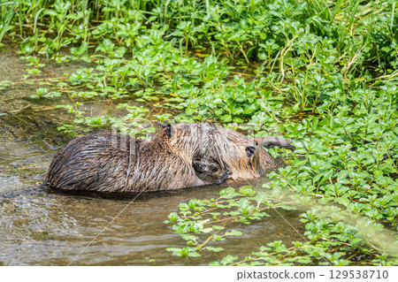 京都鴨川防治海狸鼠 129538710