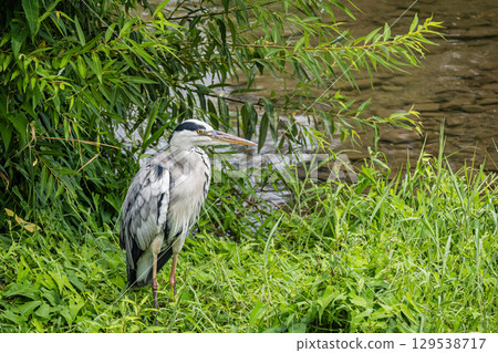 Grey Heron, Kamogawa River, Kyoto City 129538717