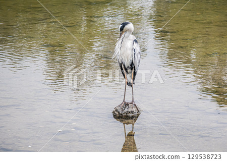 京都市灰鷺鴨川 129538723