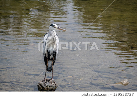Grey Heron, Kamogawa River, Kyoto City 129538727