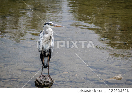 京都市灰鷺鴨川 129538728